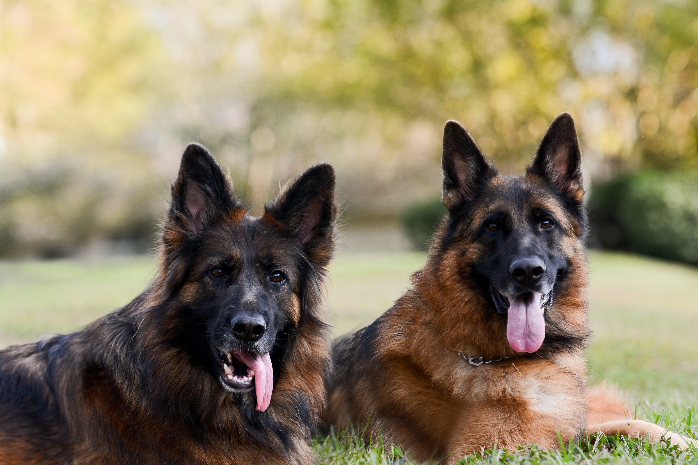 German Shepherds