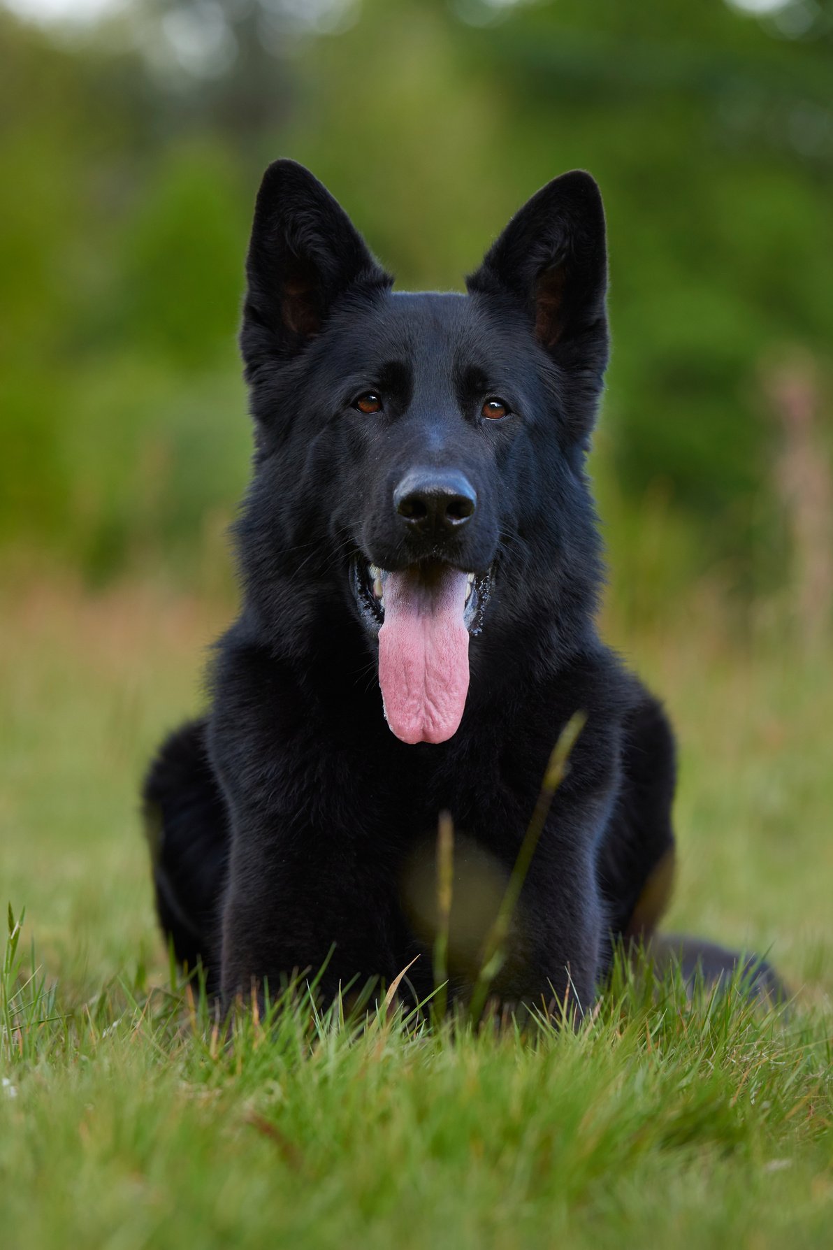 German Shepherd